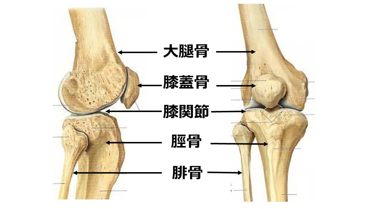 専門家直伝‼歩く時の膝の痛みにおすすめな簡単ストレッチ | 自分開発サイト